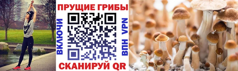 Галлюциногенные грибы мицелий  купить наркоту  Краснообск 